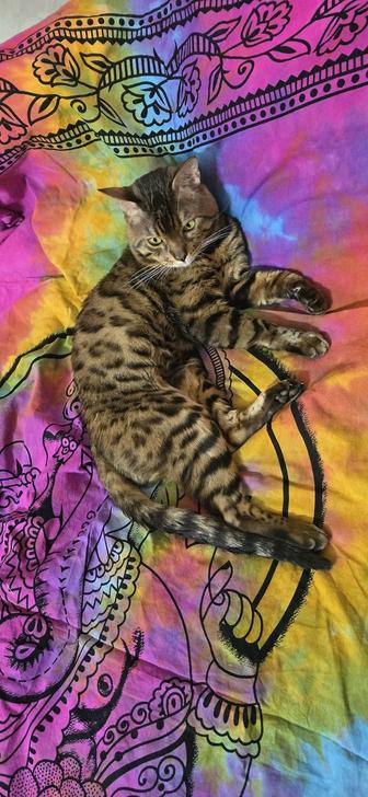 Кот Бенгал ищет на вязку кошек