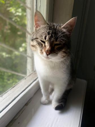 Отдам котика в добрые, ответственные и любящие руки))