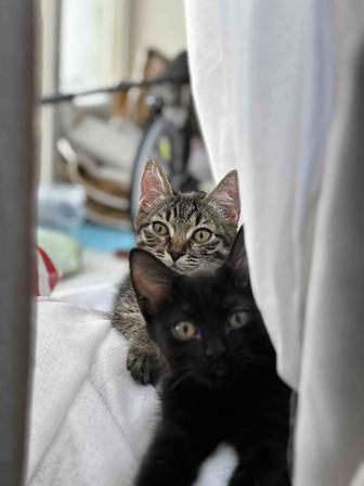 Кошки в добрые руки