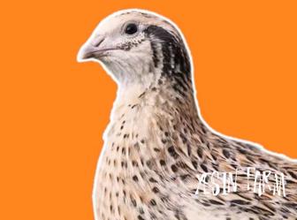 Перепелиные яйца инкубационные порода маньчжур бронь