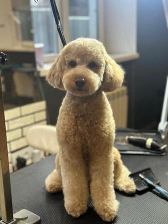 Груминг для собак и кошек