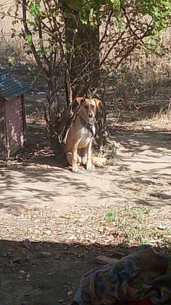 Срочно пристраивается собачка