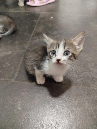 Отдам котят в хорошие руки