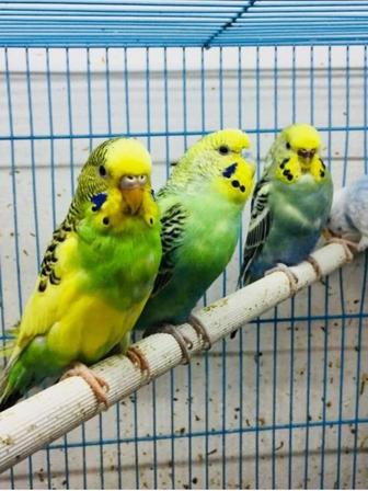 Волнистые попугайчики выставка