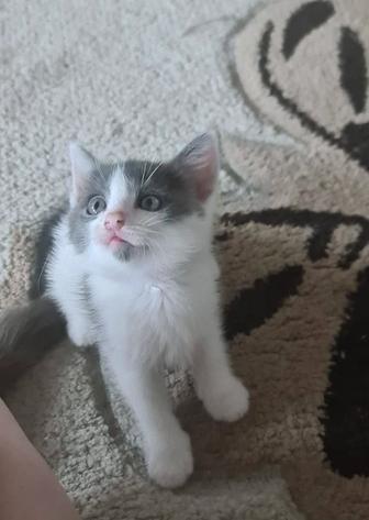 Отдам в добрые руки котят.