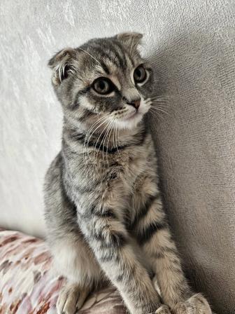 Продам котенку