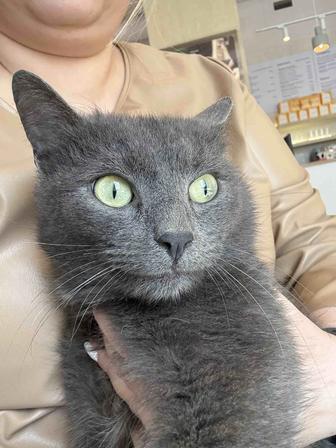Котик ищет семью