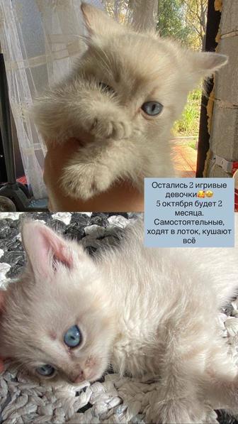 Котята