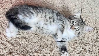 Котята ищут дом