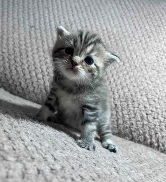 Продаю котят британцев