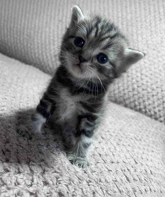 Продаю котят британцев