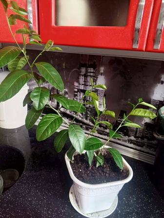 Саженец лимона