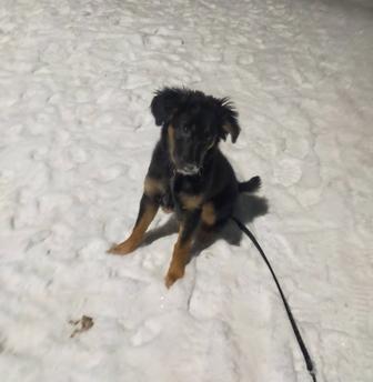 Бесплатно дарим собачку