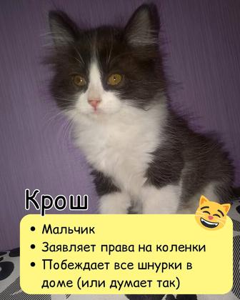 Ищет дом котенок мальчик!