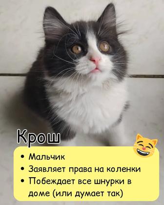 Ищет дом котенок мальчик!