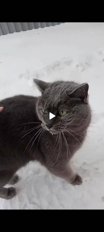 Кто хочет приютить кошечку