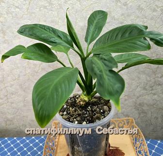 Спатифиллиум /женское счастье/
