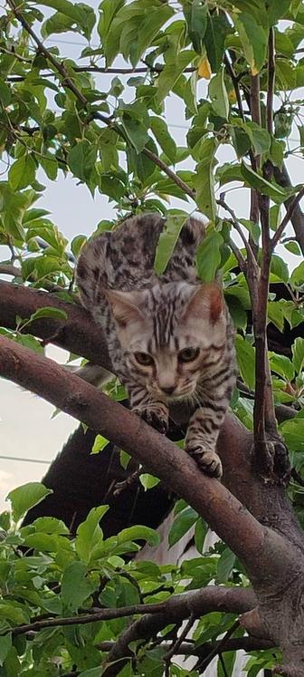 Серебрянный бенгал 5 месяцев, котик.