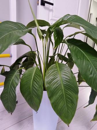 Цветы комнатные растения