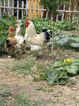 4 курицы и петух