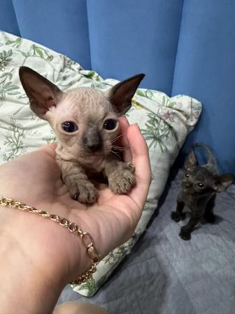 Котята донские сфинксы, девочка и мальчик