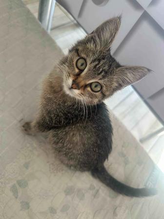 котенок месяц полтора ищет дом