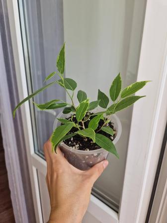Фикус бенджамина, комнатные растения