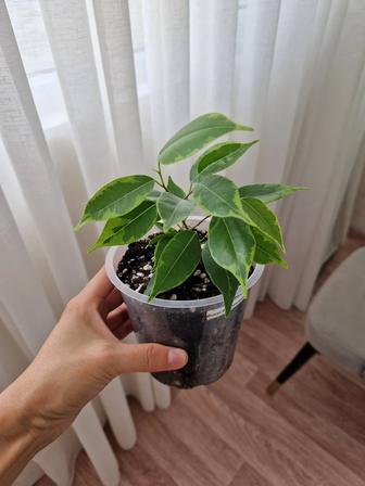 Фикус бенджамина, комнатные растения