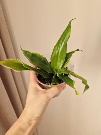 Драцена лемон