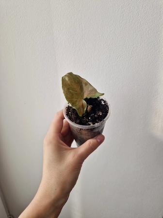 Сингониум шоколад отросток