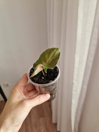 Сингониум шоколад отросток