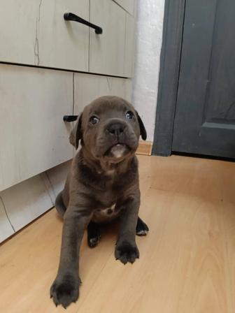 Щенки Кане корсо