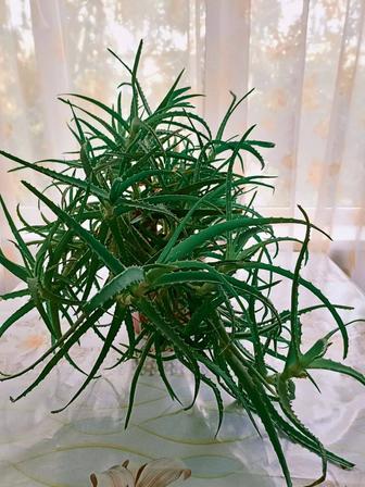 Продам большое АЛОЭ