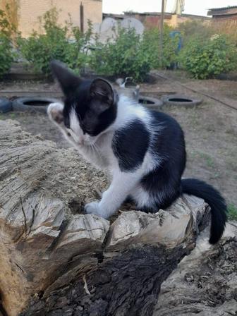 В хорошие добрые руки котята