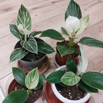 Комнатные цветы