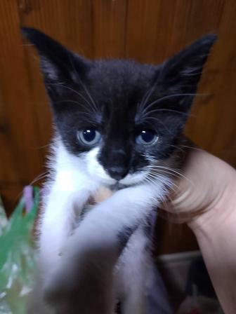 Дарю домашних котят