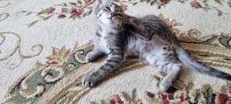 Отдам котенка в добрые руки 3 месяца к лотку приучен кушает все