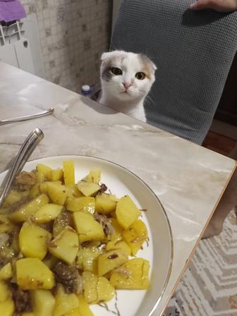 Отдам ласковую кошку в добрые руки