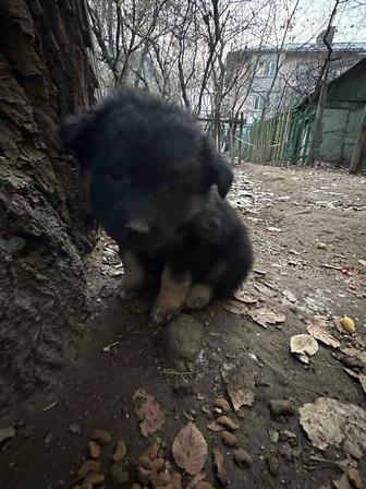 Щенок (девочка)