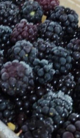 Продам замороженную ежемалину