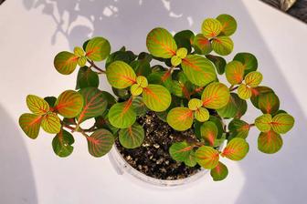 Продам комнатное растение Фиттония