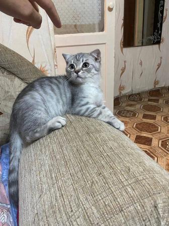 Шотландский вислоухий котенок