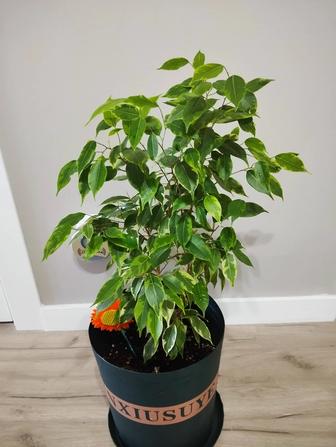 Продам пестрый Фикус Бенджамина