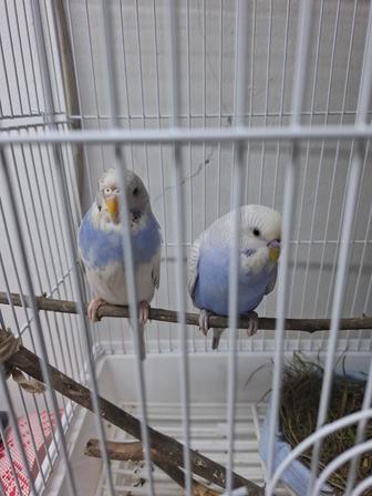 Продам попугаев
