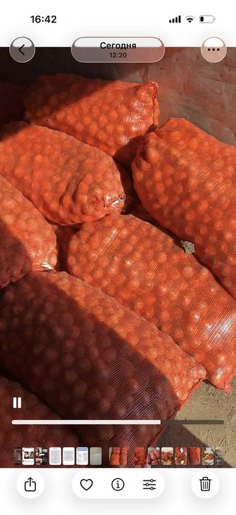 Картофель