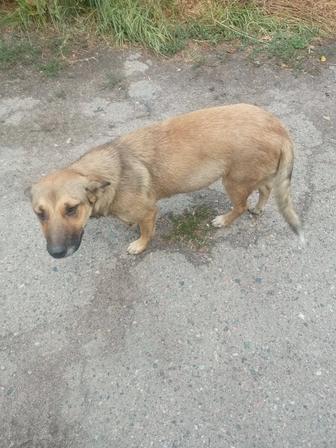Собака нашлась