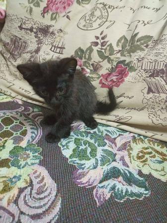 Отдадим котят в хорошие руки