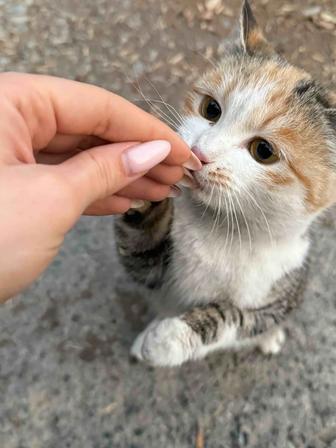 Очень пушистая и ласковая кошечка