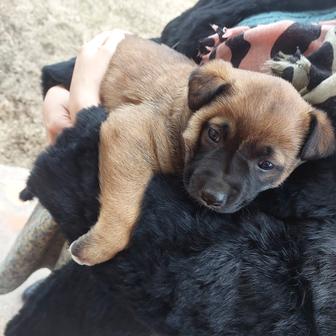 Очаровательная девочка Малинуа