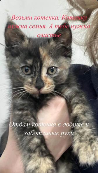 Котенок черепахового окраса